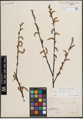 Foto von Salix eleagnos Scop.